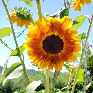 Meet your Posher, Janeen